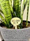 Funny Wooden Plant Stakes
