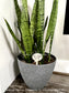 Funny Wooden Plant Stakes